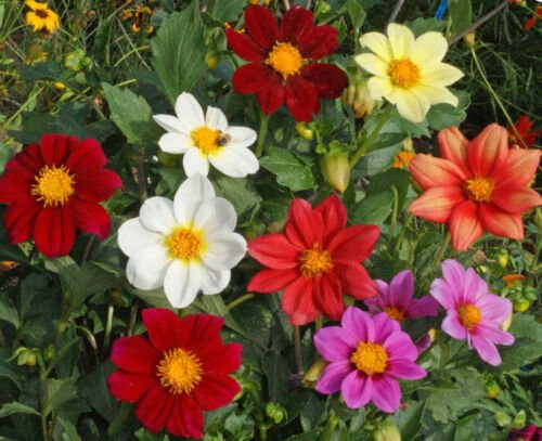 Dahlia Flower Seeds Dwarf Single Mixed Dahlia Variabilis  Easy to Grow