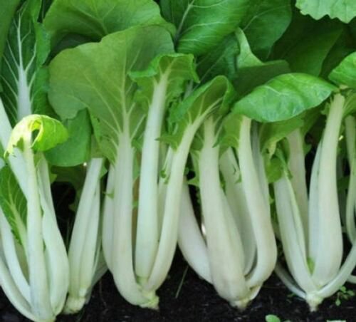 Canton Pak Choi Bok Choy Chinese Cabbage Seeds Non Gmo Heirloom  Easy to Grow