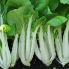 Canton Pak Choi Bok Choy Chinese Cabbage Seeds Non Gmo Heirloom  Easy to Grow