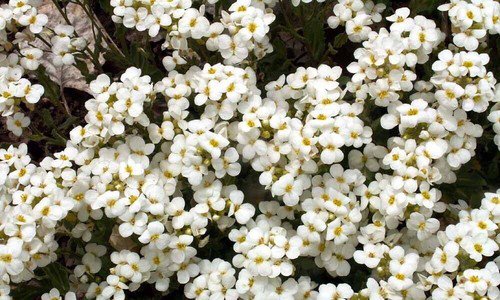 White Alpine Rockcress Flower Seeds Arabis Alpina Ground Cover Easy to Grow