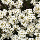White Alpine Rockcress Flower Seeds Arabis Alpina Ground Cover Easy to Grow