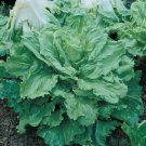 Broadleaf Batavian Endive Seeds Cichorium Non Gmo Heirloom  Easy to Grow