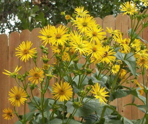 Cup Plant Flower Seeds Silphium Perfoliatum  Easy to Grow