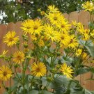 Cup Plant Flower Seeds Silphium Perfoliatum  Easy to Grow