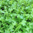 Green Mizuna Seeds Japanese Mustard Non Gmo Heirloom  Easy to Grow