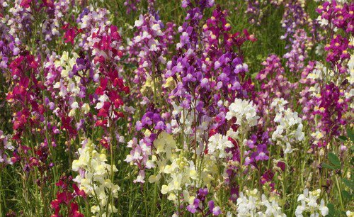 Spurred Snapdragon Flower Seeds Northern Lights Linaria Maroccana  Easy to Grow