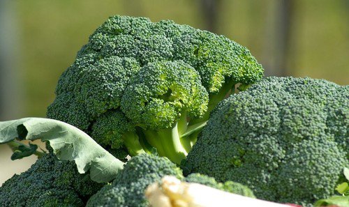 Broccoli Seeds De Cicco Organic Non Gmo Heirloom  Easy to Grow
