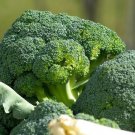 Broccoli Seeds De Cicco Organic Non Gmo Heirloom  Easy to Grow