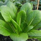 Komatsuna Mustard Spinach Seeds Japanese Asian Chinese Greens  Easy to Grow