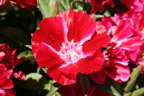 Scarlet Godetia Flower Seeds Native Wildflower Clarkia Amoena  Easy to Grow