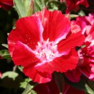 Scarlet Godetia Flower Seeds Native Wildflower Clarkia Amoena  Easy to Grow