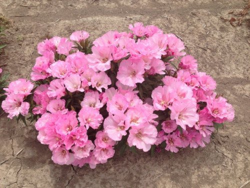 Pink Godetia Flower Seeds Native Wildflower Clarkia Amoena  Easy to Grow