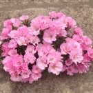 Pink Godetia Flower Seeds Native Wildflower Clarkia Amoena  Easy to Grow