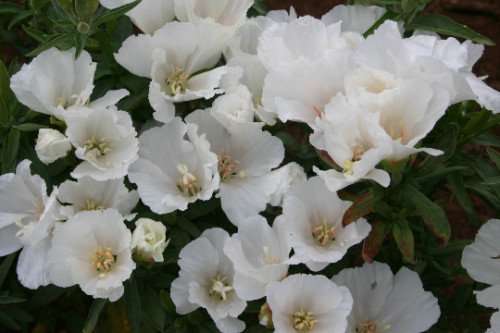 White Godetia Flower Seeds Native Wildflower Clarkia Amoena  Easy to Grow