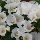 White Godetia Flower Seeds Native Wildflower Clarkia Amoena  Easy to Grow