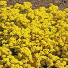 Gold Alyssum Flower Seeds Basket Of Gold Alyssum Saxatile  Easy to Grow