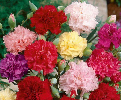 Clove Carnation Flower Seeds Chabaud Mix Doubles Dianthus  Easy to Grow