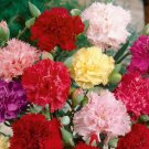 Clove Carnation Flower Seeds Chabaud Mix Doubles Dianthus  Easy to Grow