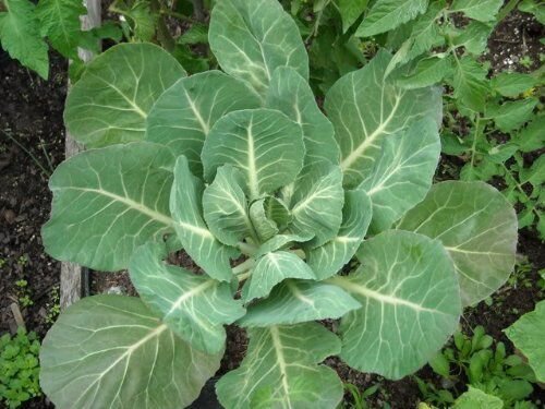 Georgia Southern Collard Seeds Collard Greens Non Gmo Heirloom  Easy to Grow