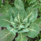 Georgia Southern Collard Seeds Collard Greens Non Gmo Heirloom  Easy to Grow