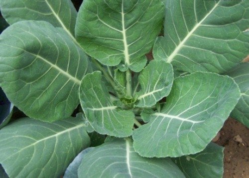Vates Collard Seeds Collard Greens Non Gmo Heirloom  Easy to Grow