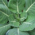 Vates Collard Seeds Collard Greens Non Gmo Heirloom  Easy to Grow
