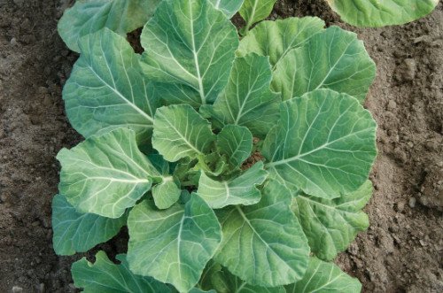 Champion Collard Seeds Non Gmo Heirloom  Easy to Grow