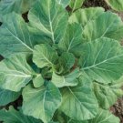 Champion Collard Seeds Non Gmo Heirloom  Easy to Grow