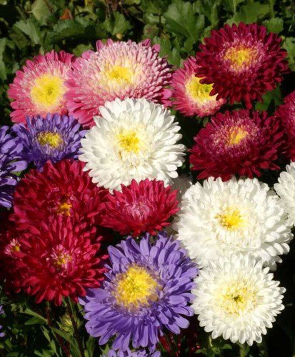 China Aster Flower Seeds Powder Puff Mix Callistephus Chinensis  Easy to Grow