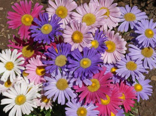 China Aster Single Flower Seeds Sensation Mix Callistephus Chinensis  Easy to Grow