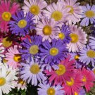 China Aster Single Flower Seeds Sensation Mix Callistephus Chinensis  Easy to Grow