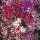 Dianthus Rainbow Loveliness Flower Seeds Mixed Colors  Easy to Grow