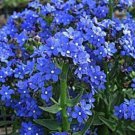 Blue Italian Alkanet Flower Seeds Anch Capensis Cape Forget Me Not  Easy to Grow