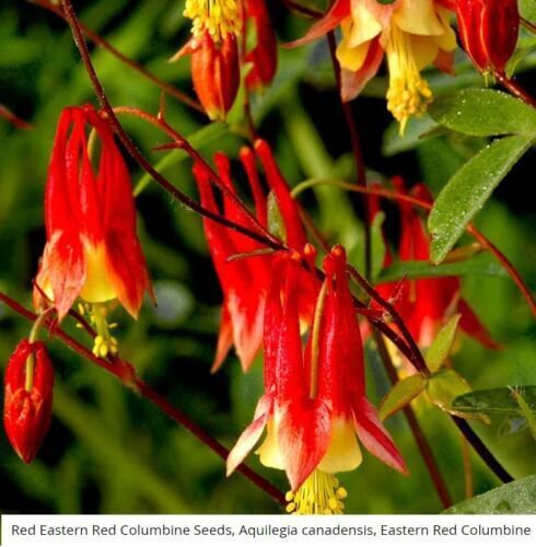 Columbine Flower Seeds Eastern Red Perennial Attracts Pollinators  Easy to Grow