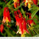 Columbine Flower Seeds Eastern Red Perennial Attracts Pollinators  Easy to Grow