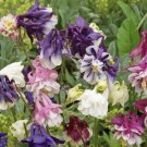 Dwarf Columbine Flower Seeds Aquilegia Vulgaris Mixed Colors  Easy to Grow