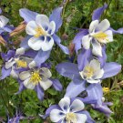 Blue Columbine Flower Seed Aquilegia Caerulea  Easy to Grow