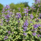 Catnip Seeds Nepeta Cataria Non Gmo Cat Lovers  Easy to Grow