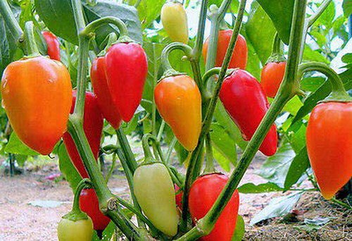Santa Fe Grande Hot Pepper Seeds Organic Non Gmo Heirloom  Easy to Grow