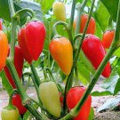 Santa Fe Grande Hot Pepper Seeds Organic Non Gmo Heirloom  Easy to Grow