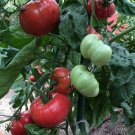 Pink Brandywine Tomato Seeds Organic Non Gmo Heirloom  Easy to Grow