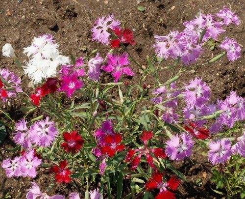 Fringed Pinks Flower Seeds Mixed Colors Dianthus Superbus  Easy to Grow