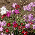 Fringed Pinks Flower Seeds Mixed Colors Dianthus Superbus  Easy to Grow
