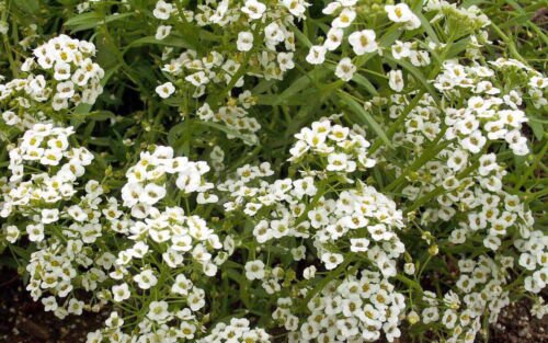 Sweet White Alyssum Flower Seeds Carpet Of Snow Ground Cover  Easy to Grow