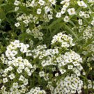 Sweet White Alyssum Flower Seeds Carpet Of Snow Ground Cover  Easy to Grow