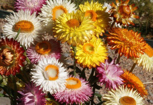 Strawflower Dwarf Flower Seeds Mixed Colors Helichrysum Bracteatum  Easy to Grow