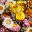 Strawflower Dwarf Flower Seeds Mixed Colors Helichrysum Bracteatum  Easy to Grow