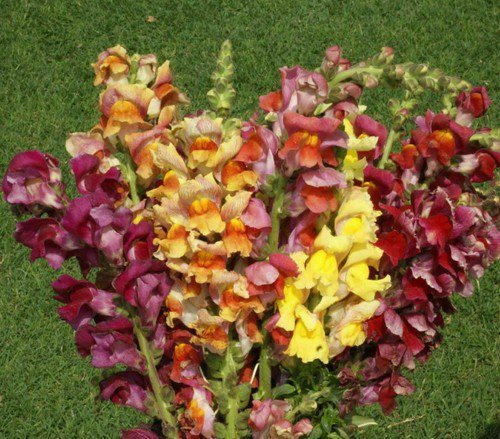 Snapdragon Flower Seeds Giant Tetra Mix Antirrhinum Majus  Easy to Grow