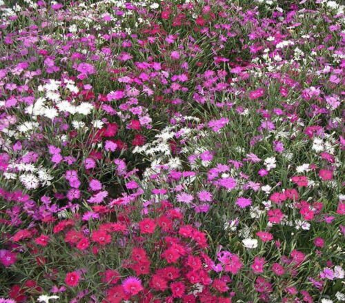 Cottage Pinks Flower Seeds Mixed Colors Dianthus Plumarius  Easy to Grow