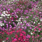 Cottage Pinks Flower Seeds Mixed Colors Dianthus Plumarius  Easy to Grow